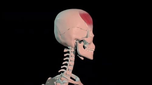 Frontalis Muscles Full Rotation Loop