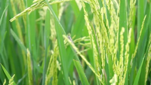 Wild Caterpillar resting on leaf of Paddy Plant inside green Rice Field during windy day,close up