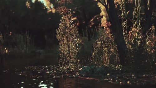 Peaceful River Flowing Through a Forest at Sunset