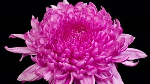 Vibrant Pink Flower Bloom Time-Lapse on Black Background