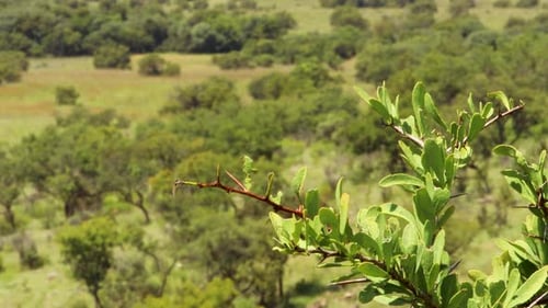Thorn tree branch rustling in the wind in Africa, 4K