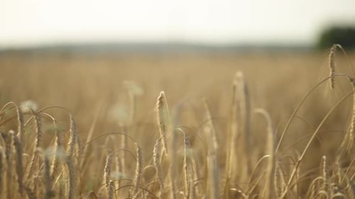 Close-Up of Ripe Wheat Ears in Field