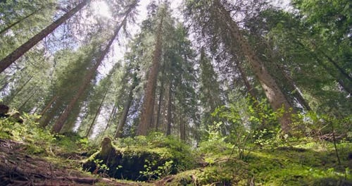 The Nature Landscape of a Pine Forest with Tall Trees and Mosscovered Land