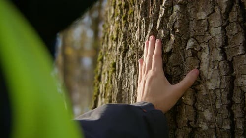 Hand Touching Rough Tree Bark in the Forest