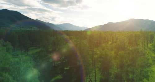 Aerial View Low Flight Above Evergreen Pine Tree Landscape with Endless Mountain Forest at Sunny