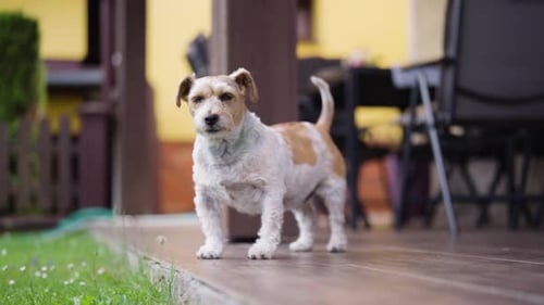 Jack Russell Terrier stand on wooden porch and look around, Czechia