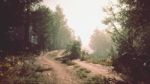 Sunlit Forest Path Winding Through Greenery During Early Morning Hours