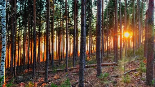 moody sunset in forest with tree wood