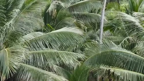 Drone aerial rise above palm trees tropical Hawaii
