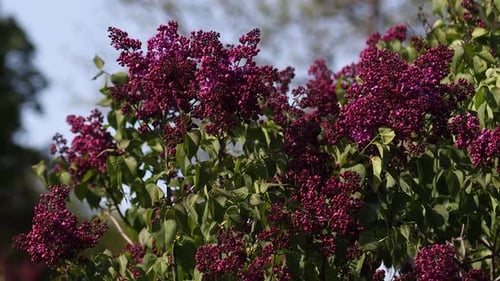 Lilac blossom in spring. Lilac flowers and green leaves sway in the wind.