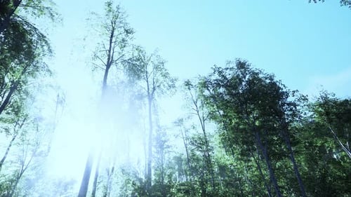 First Spring Greens in Birch Grove