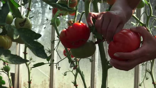 Harvesting Tomatoes From the Vine in Greenhouse