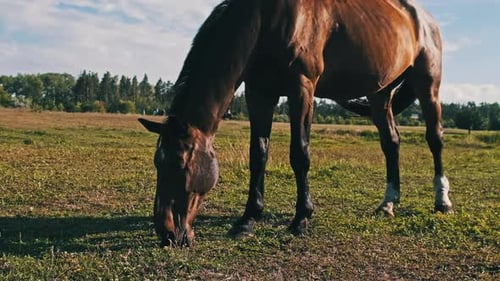 Brown Horse Grazes on a Green Field in Slow Motion