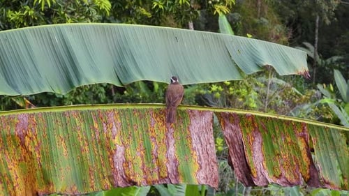Light-vented Bulbul perched on a vibrant banana leaf in a lush green setting