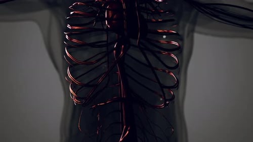 Medically Accurate Animation of Heart with Vains and Arteries