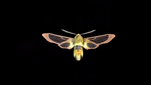 Narrow Bordered Bee Hawk Moth 3