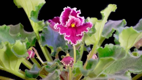 Time Lapse of Growing and Opening Pink Saintpaulia African Violet