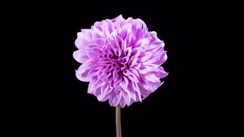 Dahlia Flower Blooming Time Lapse on Black Background