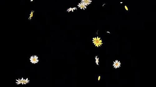 Daisy Slow Fall auf Alpha