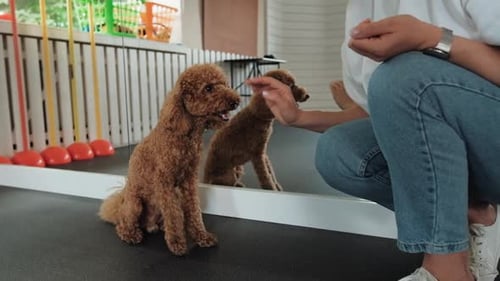 Little Brown Poodle Training in the Pet House with Dog Trainer