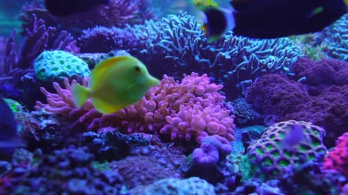 4k footage of marine aquarium