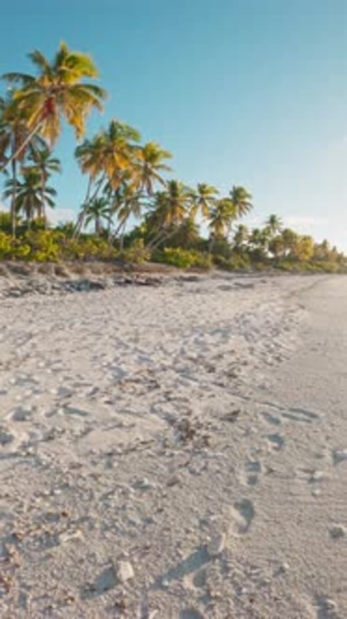 Walking First View Person on Tropical Beach with Coconut Palms on Sunny Day Vertical Footage