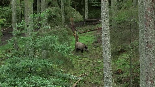 Medium-sized Wild Boar Walks Through the Forest, Smelling the Ground