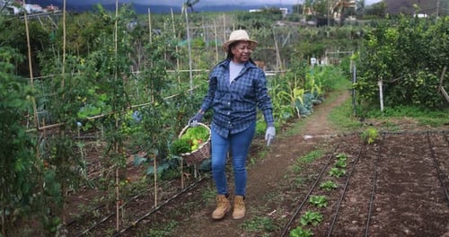 Agriculture african woman walking in the garden holding basket with fresh vegetable
