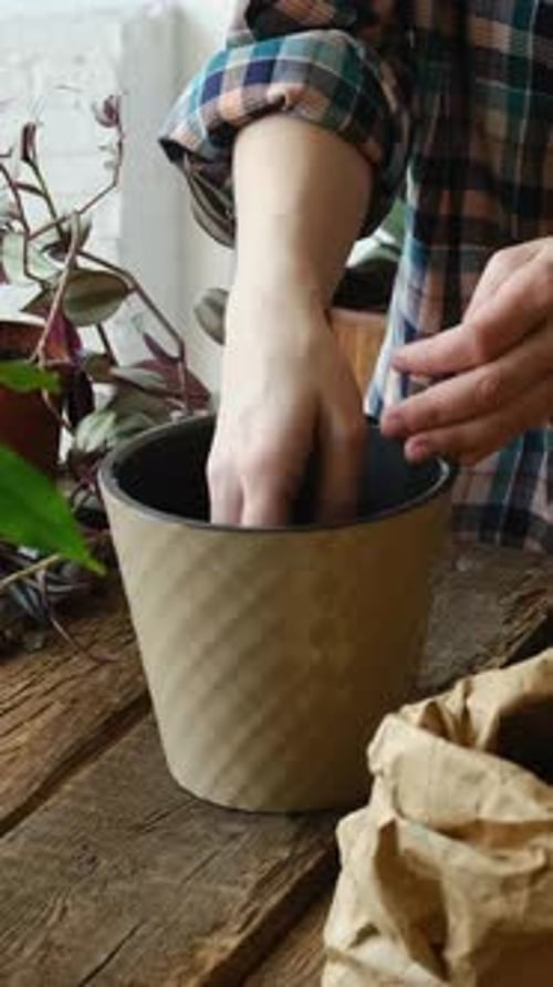 Hands potting plants indoors on wooden table