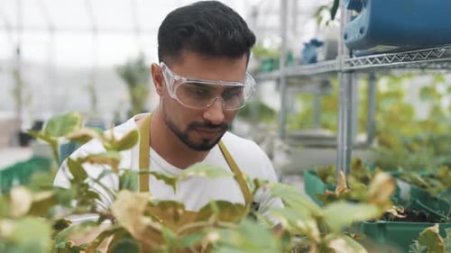 Young Adult Working With Plants in Greenhouse