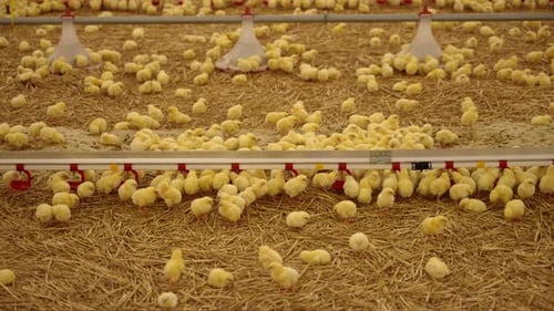 Raising Small Chickens on a Poultry Farm