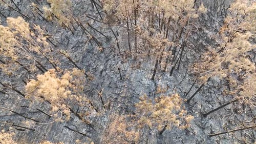 Black Dead Vegetation Burnt Down After Forest Fire Destroyed Florida Jungle Woods Ground Covered