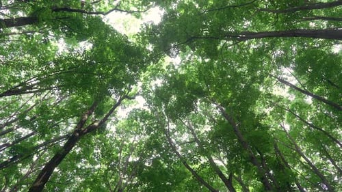 Caminando por un denso sendero forestal