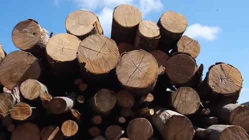 Stacked Tree Logs Lumber Woodpile in Daytime