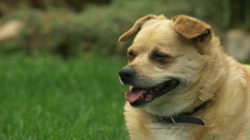 Light Brown Dog Panting Outdoors on Green Grass