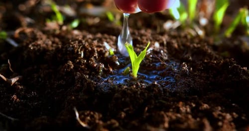 Watering Tiny Sprout Emerging from Rich Soil