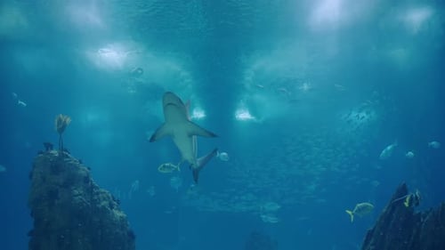 Giant Aquarium with Different Fish and Swimming Shark in Blue Water