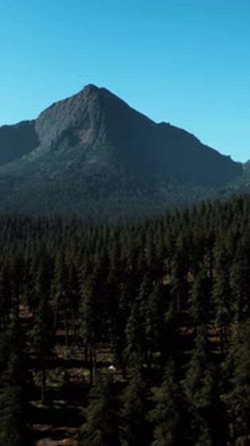 An Aerial View of a Forest with Mountains in the Background