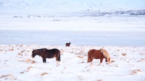 Islandpferde im Winter Landtiere auf der schneebedeckten Wiese Island