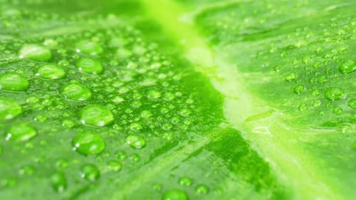A macro video captures the sparkling water drops on wet green leaves.