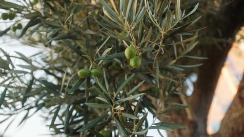Natural Organic Olive Fruits on Tree Branches