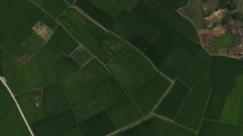 Farm, field and drone in landscape with grass, agriculture and green meadow with crops