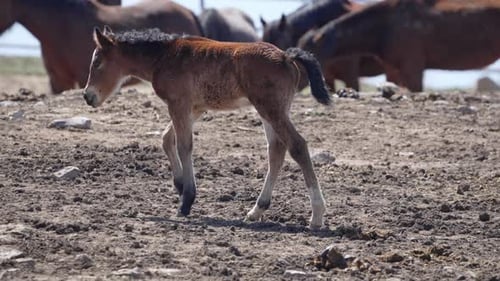 Pony walking through pasture in slow motion
