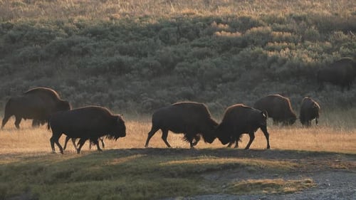 Los bisontes se golpean y se empujan