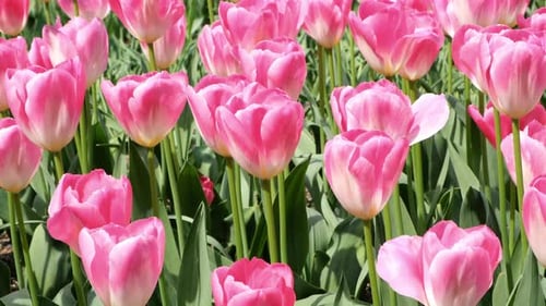 Tulips flower field in the park.