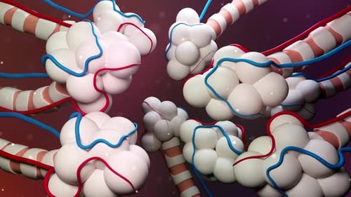 Detailed 3D Animation of Alveoli and Capillaries in Lungs