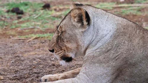 Portrait of a lioness resting carefree