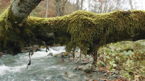 Tree Trunk All Covered with Green Moss Over Rapid Stream in Autumn Park