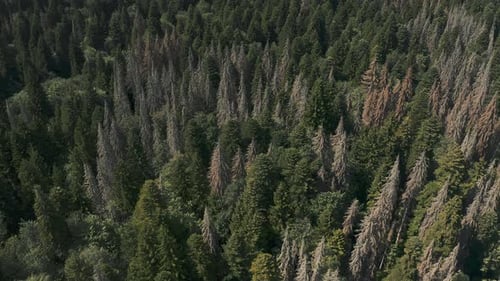 Dense Autumn Forest Drone Video Lots of Trees