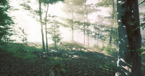 Morning Sunlight Filters Through Trees in a Serene Forest Landscape